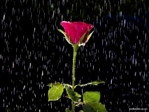ws_rose_and_rain_1600x12001