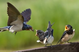 Ilustrasi induk burung yang sedang memberikan makan kepada anaknya