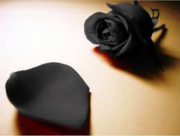 Ilustrasi gambar mawar hitam
