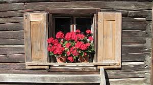 Foto bunga di depan jendela rumah