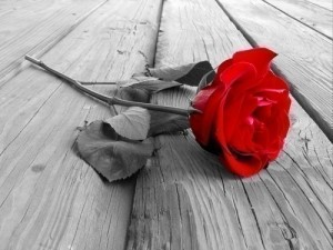 Bunga mawar merah - Ilustrasi gambar
