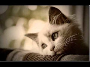 Kucing Bersedih - Ilustrasi gambar