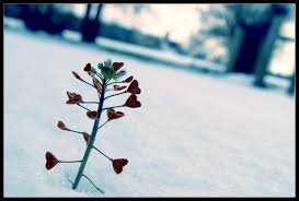 Bunga tumbuh di tanah salju - Ilustrasi gambar