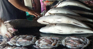 Pedagang Ikan di Pasar Tradisional Oesapa, Kupang (Foto : Darso Arief)