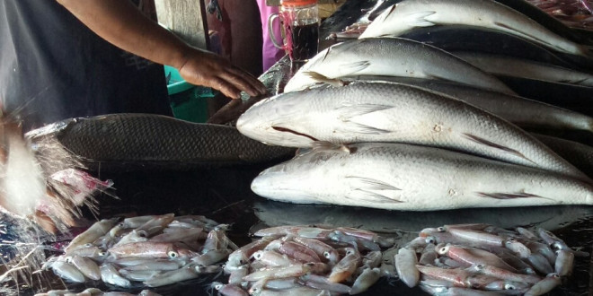 Pedagang Ikan di Pasar Tradisional Oesapa, Kupang (Foto : Darso Arief)